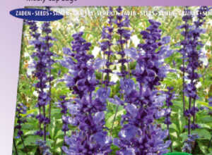 Sauge farineuse Blue Plus