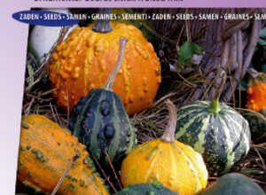Cucurbita Coloquintes Ã  petites fruits mix