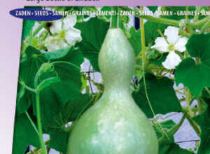 CucurbitaGourde Bouteille ou PÃ©lerine