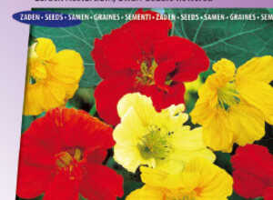 Capucine naine Ã  fleurs doubles Jewel mix