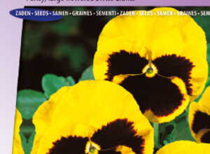 PensÃ©e des Jardins Ã  grandes fleurs Suisse Rhinegold