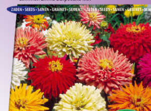 Zinnia Ã©lÃ©gant Ã  fleurs doubles Chrysanthemum Mix