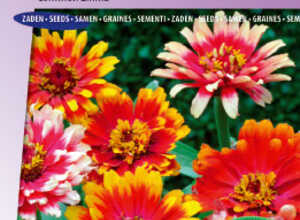 Zinnia Ã©lÃ©gant Ã  fleurs doubles Caroussel Mix