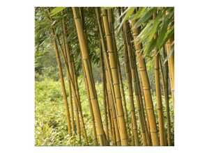 Bambou Phyllostachys aureosulcata 'Spectabilis'
