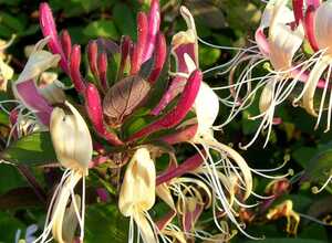 Chèvrefeuille du Japon 'Chinensis'