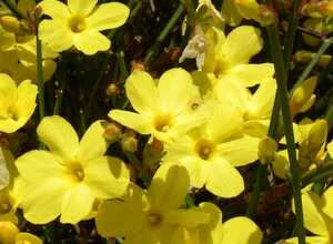 Jasmin d'hiver