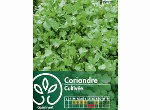 Coriandre