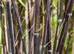 Bambou moyen : Phyllostachys nigra