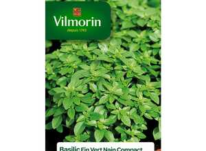 Basilic fin vert compact