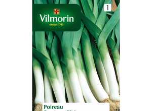 Poireau gros long
