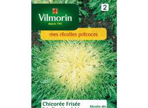 Chicorée frisée très fine maraichère