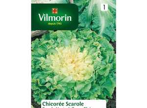 Chicorée scarole ronde verte