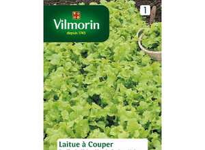 Laitue feuille de chene blonde