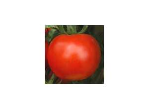 Tomate Rose de Berne