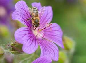 Bec de grue x Magnificum (Geranium magnificum)