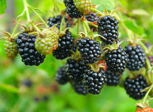 Mûrier (Rubus fruticosus 'Black Satin')