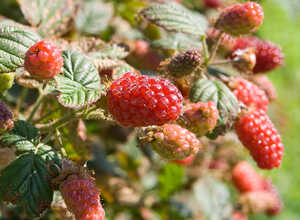 Mûrier Tayberry (Rubus 'Tayberry braam x framboos')