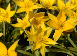 Tulipe sauvage Urumiensis