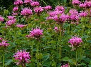 Monarde 'Croftway Pink'