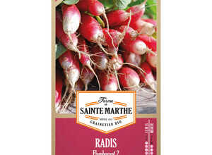 Radis Patricia