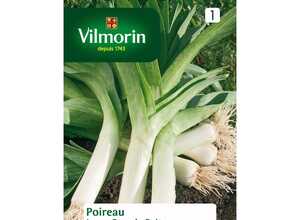 Poireau jaune gros poitou