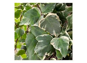 Lierre 'Gloire de Marengo'