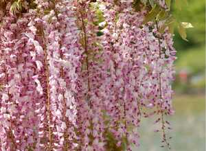 Glycine du Japon 'Rosea' - Glycine rose