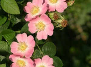 Rosier rubigineux