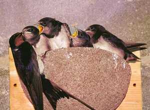 Nid artificiel Hirondelle rustique