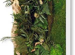 Tableau végétal nature carré XL avec plantes stabilisées