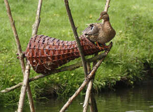 Panier long pour canards