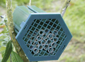 Nichoir pour abeilles solitaires