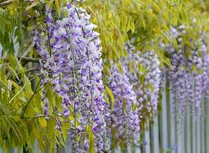 Glycine de Chine