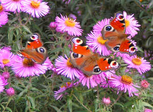 Aster d'automne