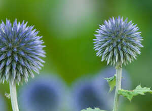 Chardon bleu (Echinops bannaticus)