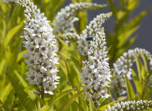 Lysimaque (Lysimachia clethroides)