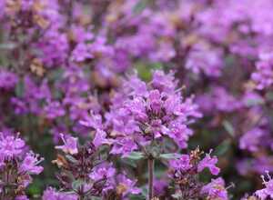 Thym laineux (Thymus praecox Pseudolanuginosus)