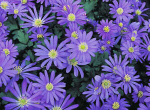 Anémone de Grèce (Anemone blanda 'Blue shades') Anémone de Grèce (Anemone blanda 'Blue shades')