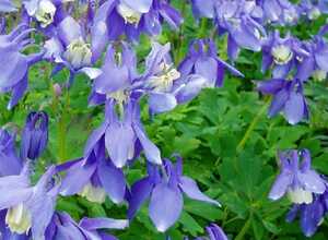 Ancolie naine (Aquilegia flabellata 'Ministar') Ancolie naine (Aquilegia flabellata 'Ministar')