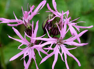 Fleurs de coucou (Lychnis flos-cuculi)