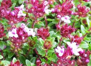 Thym rampant 'Coccineus' (Thymus Praecox Coccineus)
