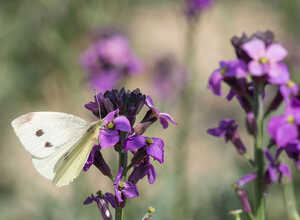 Giroflée des murailles (Erysimum 'Bowles' Mauve')