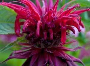 Monarde