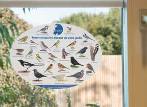 Poster pour fenêtre oiseaux du jardin