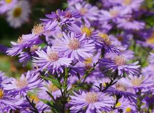 Aster