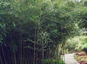 Bambou Phyllostachys bissetii 100/150 cm en pot de 5 litres Bambou Phyllostachys bissetii 100/150 cm en pot de 5 litres