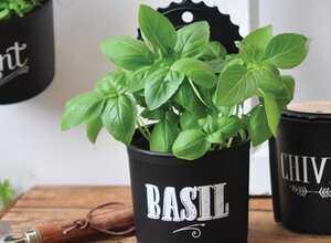 Basilic Pot Suspendu Basilic Pot Suspendu