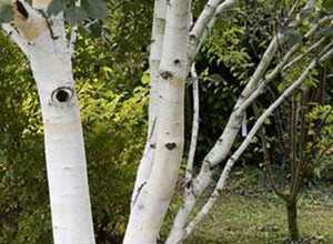 Bouleau blanc de l Himalaya, Betula utilis Haute-tige circonférence du tronc 14/16 cm - motte grillagée Bouleau blanc de l Himalaya, Betula utilis Haute-tige circonférence du tronc 14/16 cm - motte grillagée