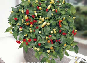 Plante d'Appartement Capsicum Annuum Dwarf Mixed