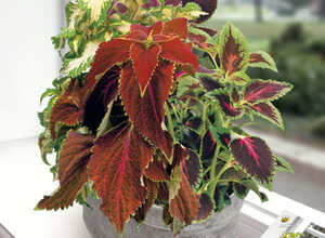 Plante d'Appartement Coleus Rainbow mix